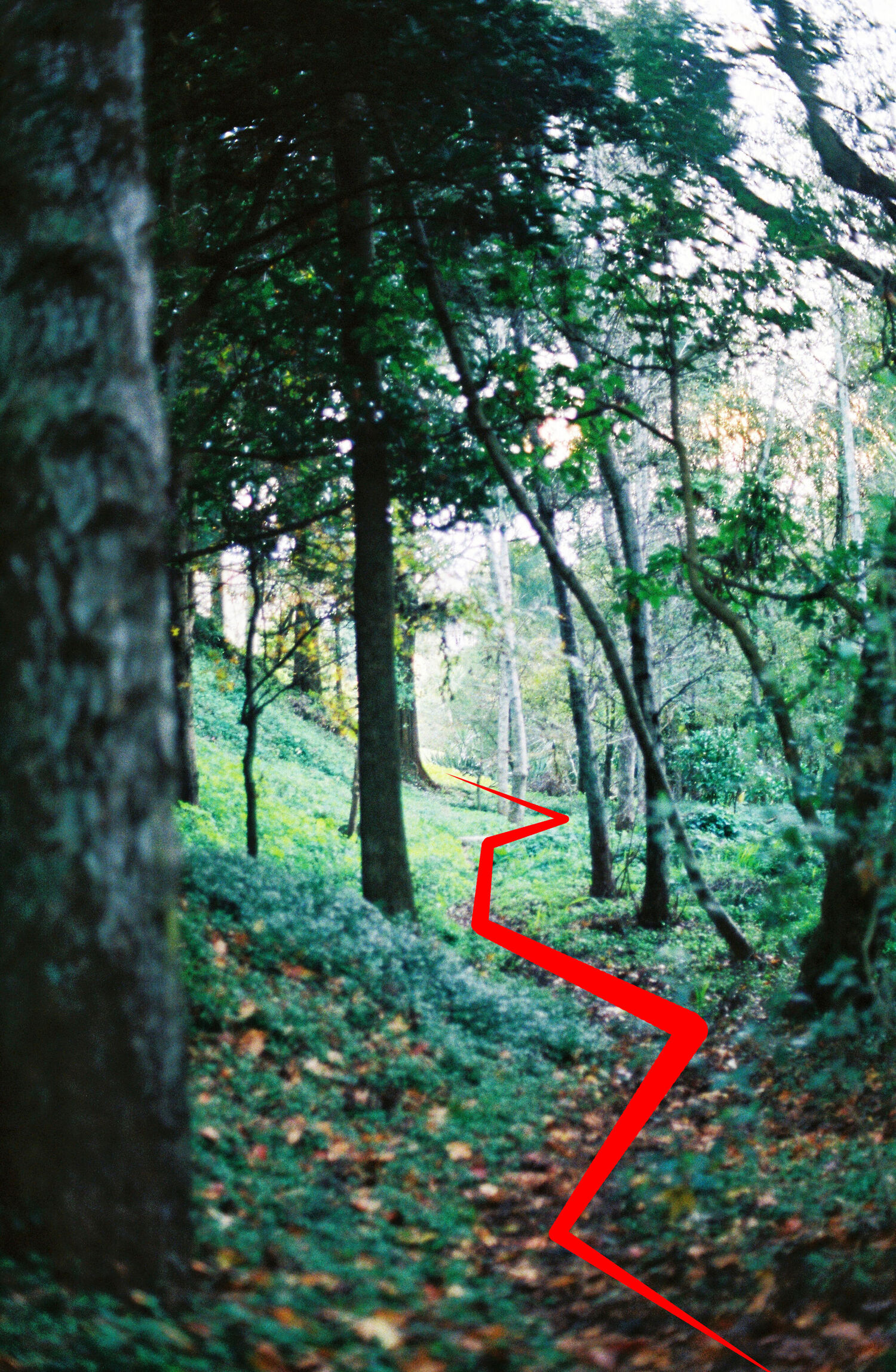 A path weaving through a forest, trees either side and a clearing in the distance