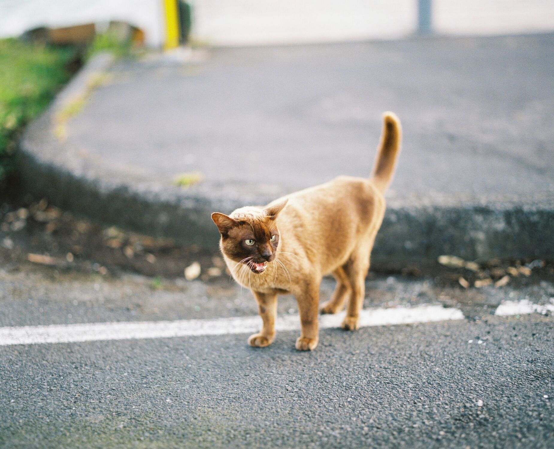 A beige coloured cat hissing at me