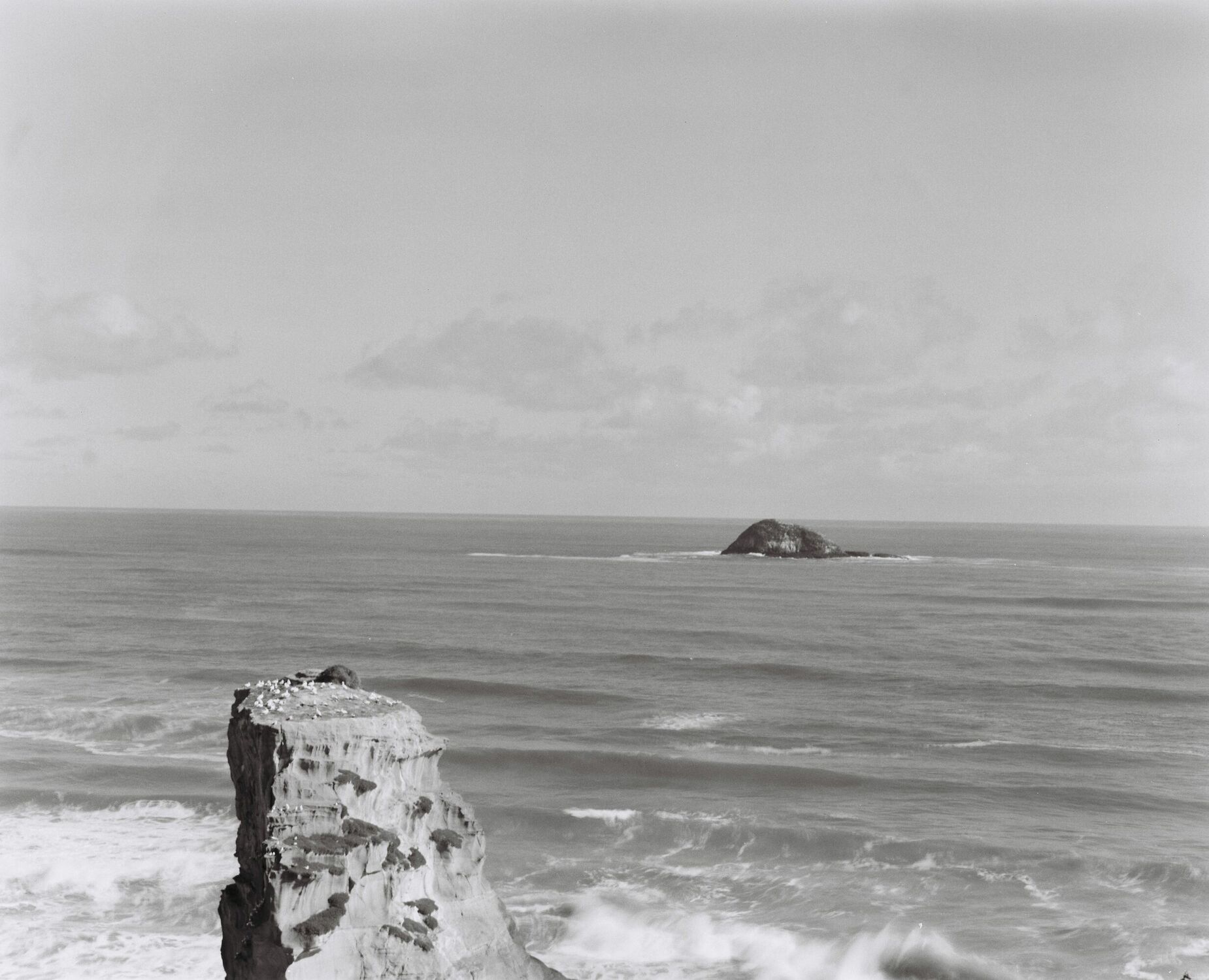 Muriwai Gannet Colony, an outcrop over the ocean with nesting seabirds