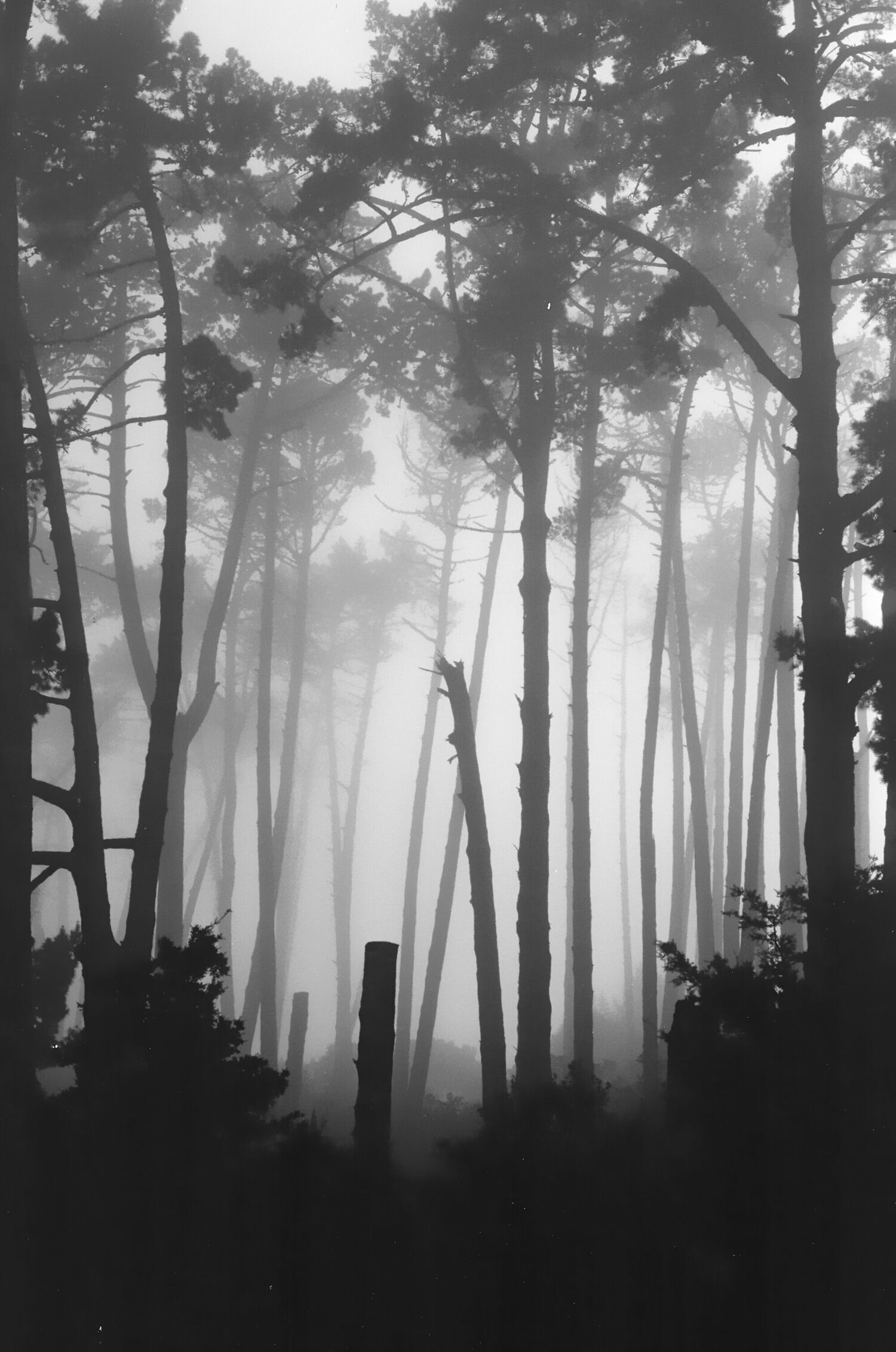 The photo itself, the pines tower over the foliage, rising above the fog